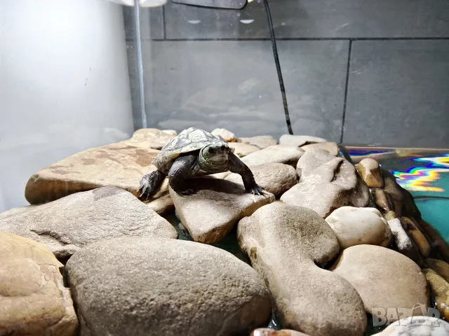 Водна костенурка с аквариум и аксесоари , снимка 4 - Костенурки - 55686709