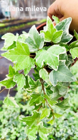Бръшлян Бяло чудо, Hedera helix White Wonder, студоустойчив, снимка 5 - Градински цветя и растения - 52565980
