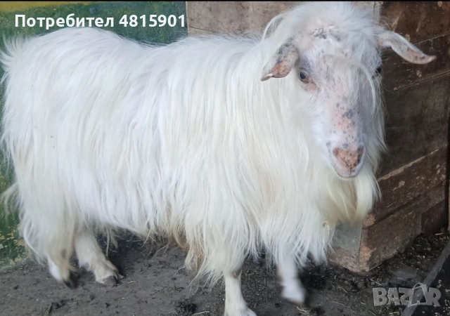 Продавам коч и козел, снимка 6 - Овце - 54401839