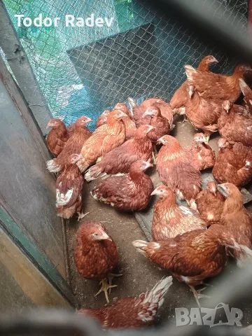 Кокошки носачки иса Браун червени