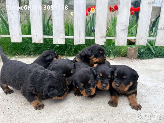Ротвайлер , снимка 3 - Ротвайлер - 54254895