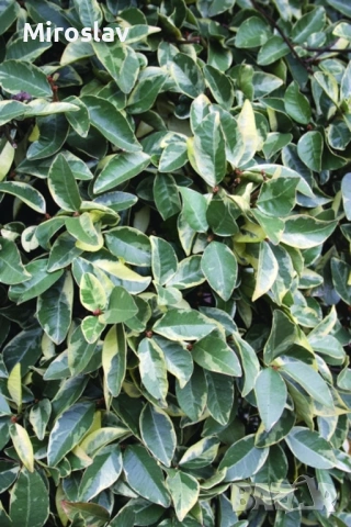 Жасмин (Вариегата), снимка 5 - Градински цветя и растения - 54219622