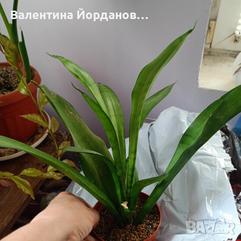 стайни цветя , снимка 7 - Стайни растения - 54590866