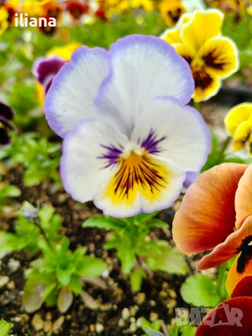 Продавам теменужки, снимка 3 - Градински цветя и растения - 54018845