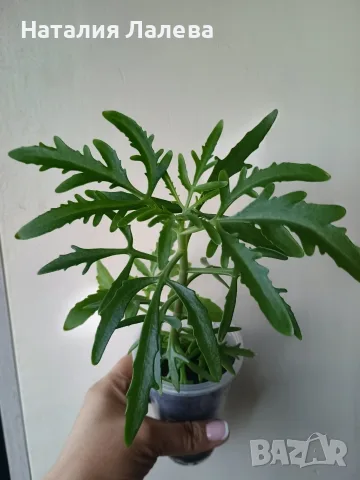 Каланхое еленови рога, kalanchoe laciniata