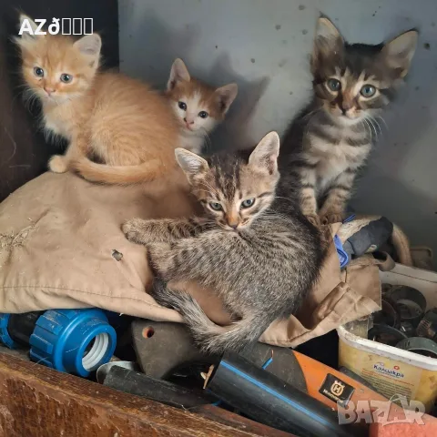 4 малки котенца