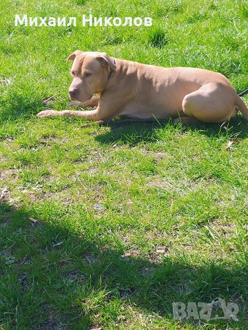 мъжки питбул за разплод, безплатно , снимка 2 - Питбул - 51800293