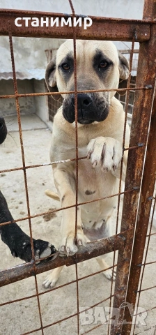 млади кучета, снимка 7 - Други - 54254500