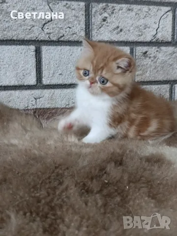 Екзотично късокосместо коте 😻, снимка 4 - Персийска - 55327112