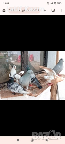 Гълъби * Блондинети * шов поста, снимка 3 - Гълъби - 54219905