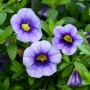 Calibrachoa ‘Early Blue’ (Калибрахоe Early Blue – синя), снимка 1