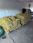 Предлагам пресни картофи сорт - Сорая, снимка 2