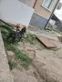 Малки Питбули,редовно обезпаразитявани вътрешно и външно и с първа ваксина, снимка 10