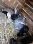Продавам зайци!, снимка 1