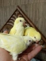 Ръчно хранени социални бебета папагали монах лютино , снимка 4