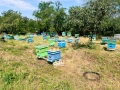 Био пчелен мед смес от акация и малко количество рапица., снимка 1