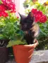 Ангорски котета , снимка 2