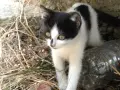 Котета подарявам!!!, снимка 8