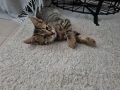 Подарявам мъжки котета!, снимка 5