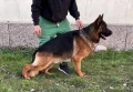 кученца от развъдник von Rozzen , снимка 1