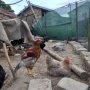 Млади Петли Кръстоска, снимка 1
