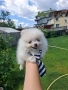 Померан померани мини , снимка 7