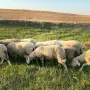 Продавам Овце/Шилета -  цена 200-250 евро, снимка 10