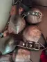 Кукерски костюми,маски,колани,хлопки, снимка 10