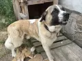 алабай микс спешно търси дом, снимка 1