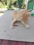 кокер шпанйол женско, снимка 5