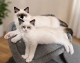Ragdoll Cats / Регдол котенца , снимка 1
