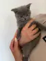 мъжки британчета си търсят дом., снимка 1