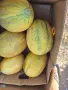 ПЪПЕШИ сорт КЕХЛИБАР , снимка 1