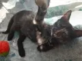 Подарявам добри котета,на добри хора., снимка 3