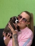 Ам Стаф Senduran Legacу FCI Кучило Б! 🐾, снимка 7