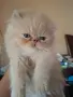 Уникални персийски котенца , снимка 7
