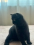 Малки шотландски котенца , снимка 1