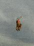 Ralph Lauren оригинална мъжка тениска, снимка 5
