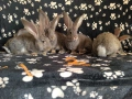 Зайци Великани и кочовати, снимка 10