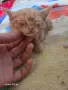 Подаряват се котета на около 2 месеца, снимка 3