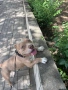 American Pitbull Bully , снимка 4