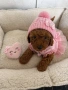 Poodle toy/Пудел Той, снимка 2
