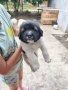 Кученца каракачанки , снимка 8