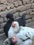 Домашни петли Средец, снимка 11