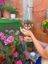 Продавам дългокосмести чихуа хуа , снимка 8