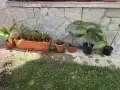 цвете спатифилиум, снимка 5