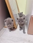 малки пухкави британчета, снимка 2