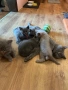 Британски късокосмести котета, снимка 5