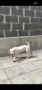 Кученце Дого Аржентино/Dogo Argentino . Женски пол / Female, снимка 5