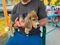 Бигълчета родени юни месец, снимка 7